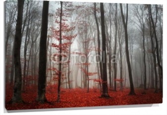 Lienzo Bosque suelo rojo